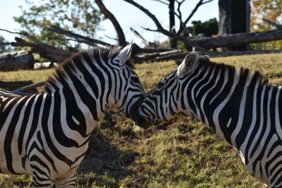 Jet10 Casino Tacaíocht